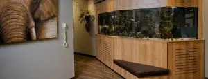 Fish Tank Signature Orthodontics